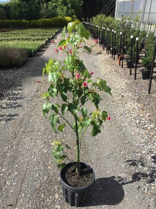 Brachychiton 'Griffith Pink' 12L Pot