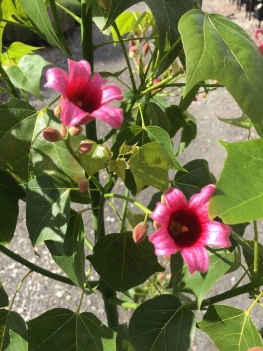 Brachychiton 'Griffith Pink' 12L Pot