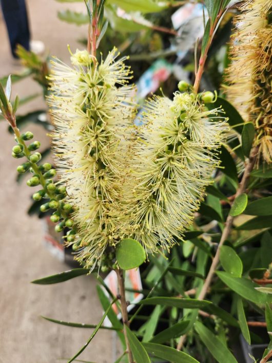 Callistemon hybrid Icy Burst Bottlebrush flowers with green leaves