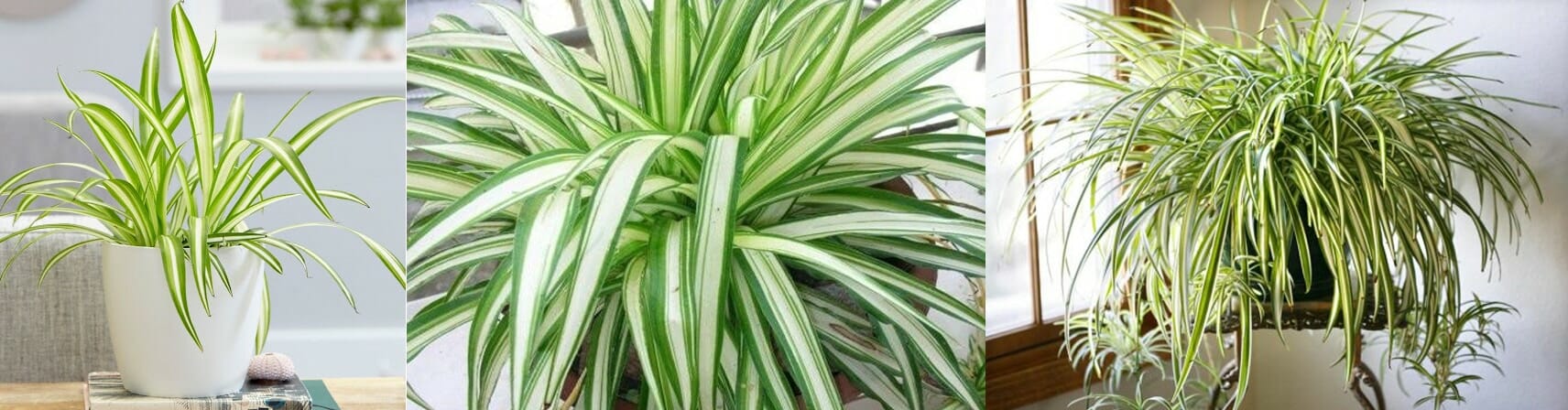 Chlorophytum Comosum Vittatum 'Spider Plant'