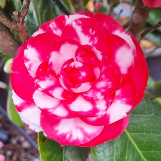 Camellia japonica 'Dixie Knight'