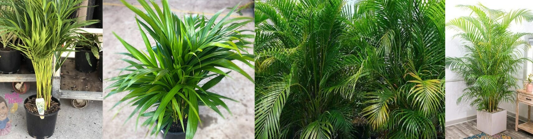 Dypsis lutescens ‘Golden Cane Palm’