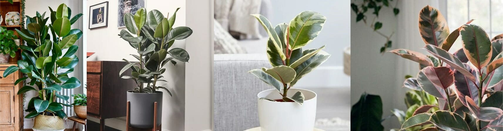 Ficus elasctica Rubber plant