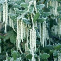 Garrya elliptica 'James Roof'