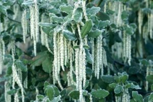 Garrya elliptica 'James Roof'