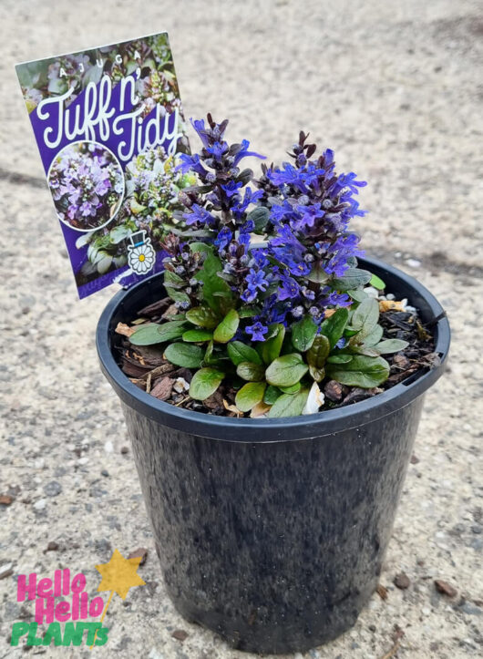 Hello Hello Plants Ajuga reptans ‘Tuff n Tidy’