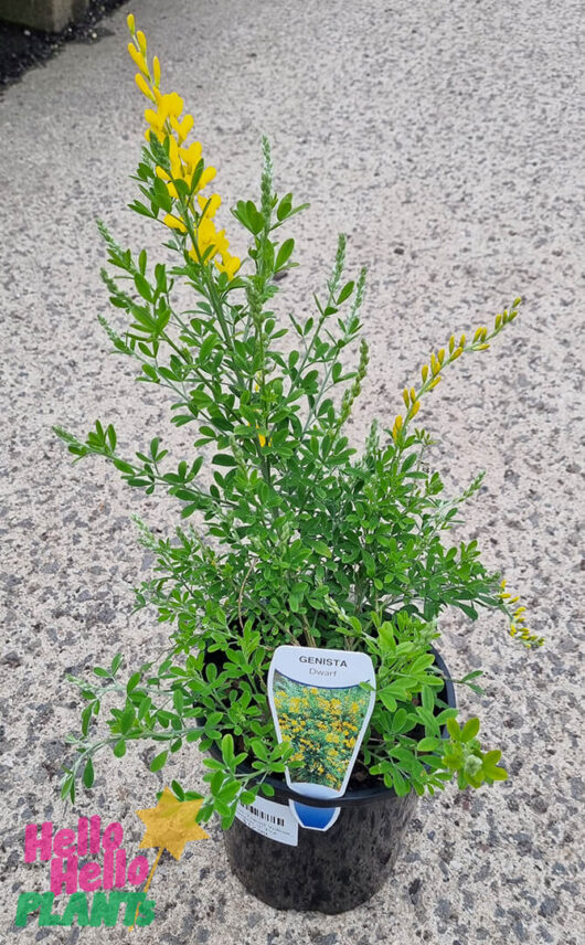 Hello Hello Plants Cytisus 'Dwarf Yellow Broom' 6 inPot