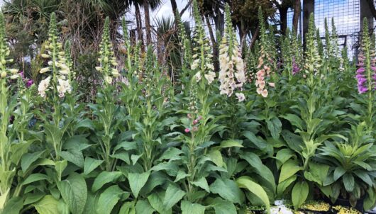 Hello Hello Plants Digitalis mix 2