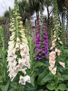 Hello Hello Plants Digitalis mix