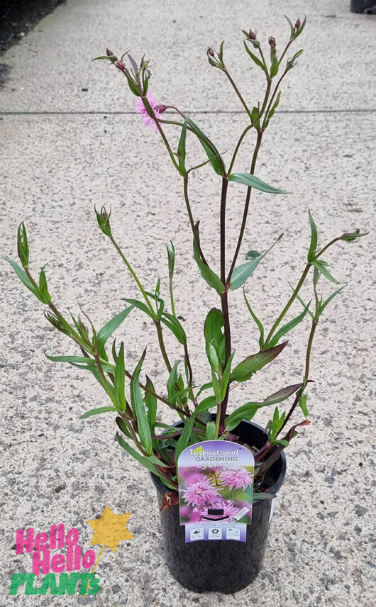 Hello Hello Plants Lychnis ‘Petite Jenny’ 6″ Pot