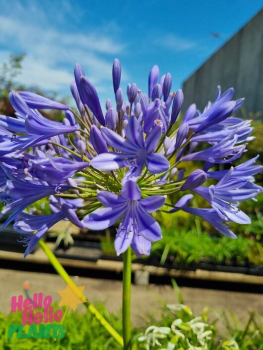 Agapanthus 'Tall Blue' 8" Pot