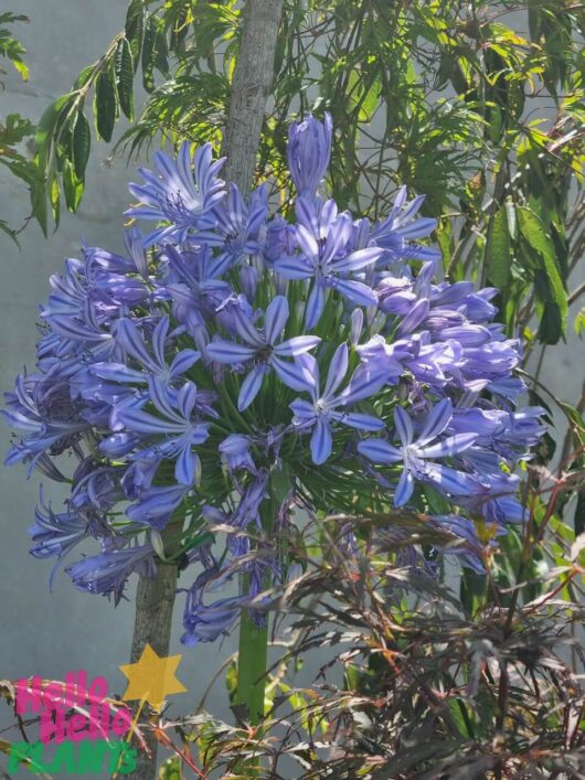 Agapanthus 'Tall Blue' 8" Pot