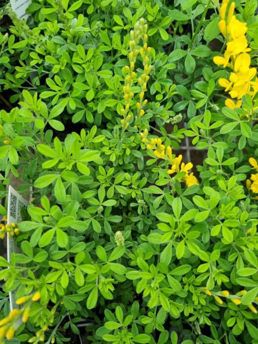 Genista Cytisus 'Dwarf Yellow Broom' 6" Pot