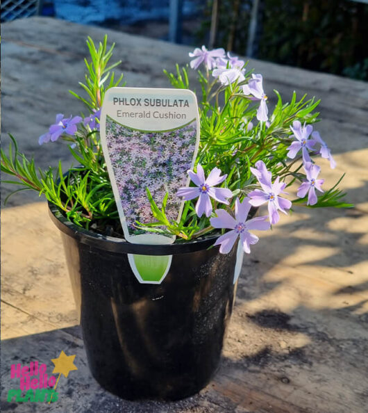 Phlox 'Emerald Blue Cushion' Creeping Phlox 6" Pot