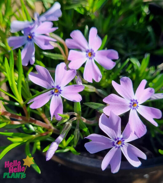 Hello Hello Plants Phlox 'Emerald Blue Cushion' Creeping Phlox flower