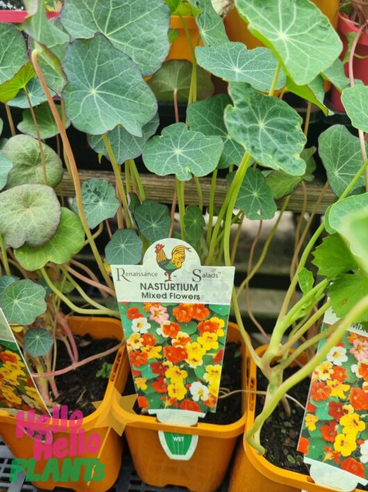 Nasturtium 'Trailing Mix' 4" Pot