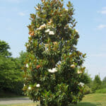 Magnolia-Coolwyn-Gloss-Grandiflora.
