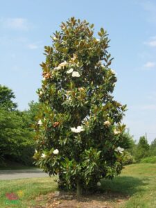 Magnolia-Coolwyn-Gloss-Grandiflora.