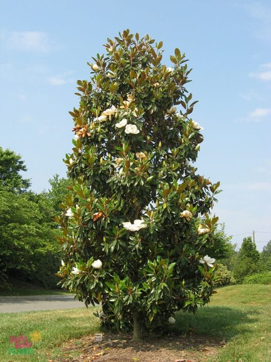 Magnolia-Coolwyn-Gloss-Grandiflora.