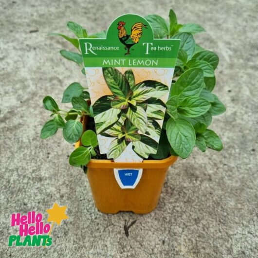 Mentha 'Mint Lemon' 4" Pot