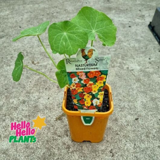 Nasturtium 'Trailing Mix' 4" Pot