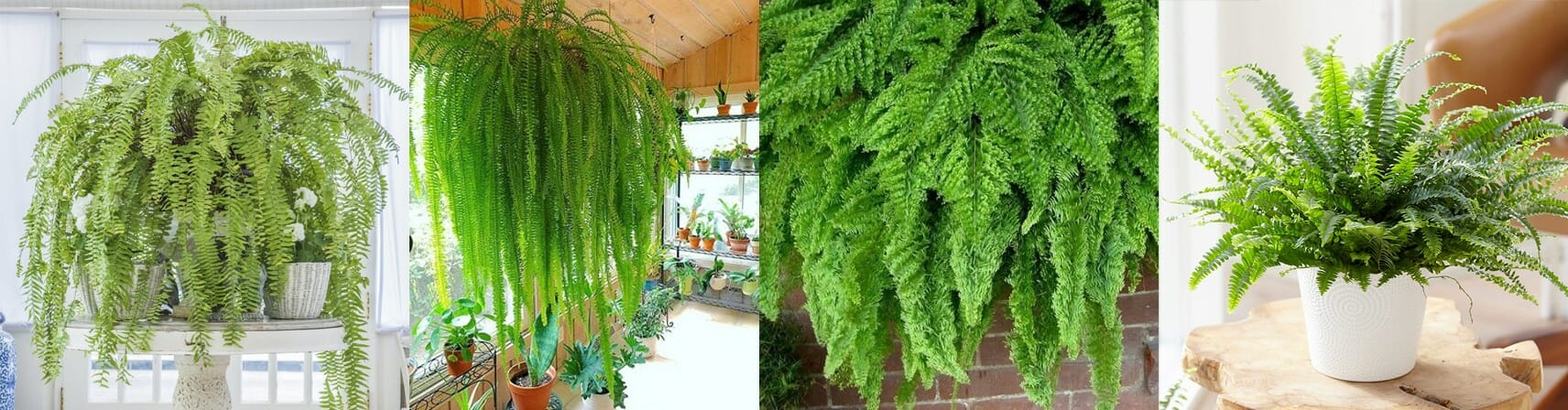 Nephrolepis Boston Fern