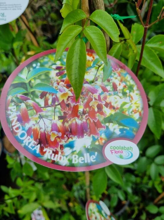 Pandorea 'Ruby Belle' Bower Vine