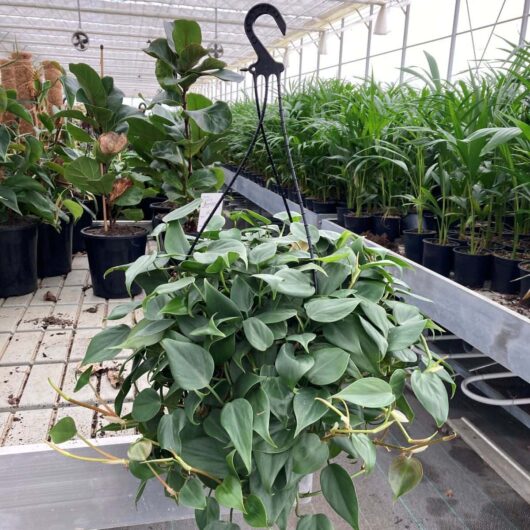 Philodendron 'Heart Leaf' (Hanging Basket) 8" Pot