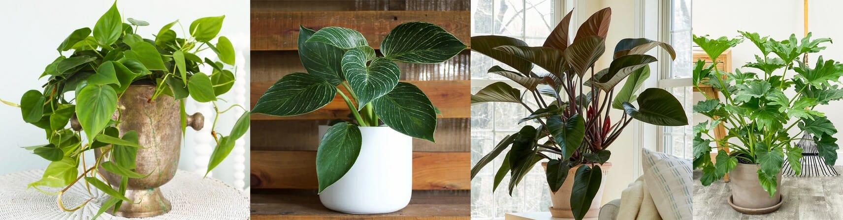 Philodendron