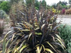 Phormium 'Black Rage' Flax