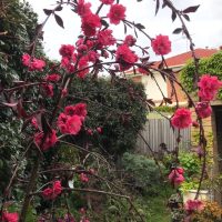 A Prunus persica 'Crimson Cascade' Weeping Peach with pink flowers in a garden pendulous weeping branches