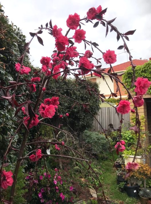 A Prunus persica 'Crimson Cascade' Weeping Peach with pink flowers in a garden pendulous weeping branches