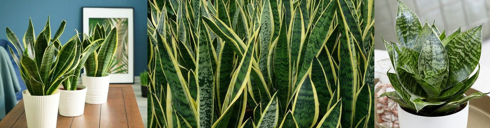 Sansevieria trifasciata Snake plant Mothers in law tongue