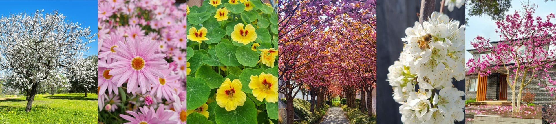 Blooming Spring Flowers in Melbourne, Australia