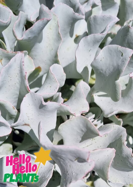 Silver Waves Succulent Cotyledon orbi