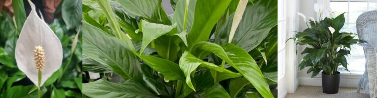 Top 10 Indoor Air Purifying Plants! - Garden Advice, Top 10 Lists ...