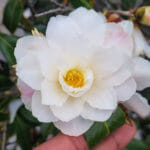 Camellia sasanqua Star above Star