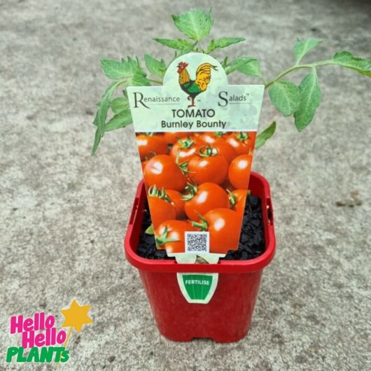 Tomato 'Burnly Bounty' 4" Pot