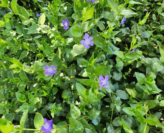 Perwinkle Vinca minor purple mauve flowers creeping groundcover lush green leaves