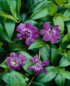 Vinca minor Elizabeth Cran Periwinkle