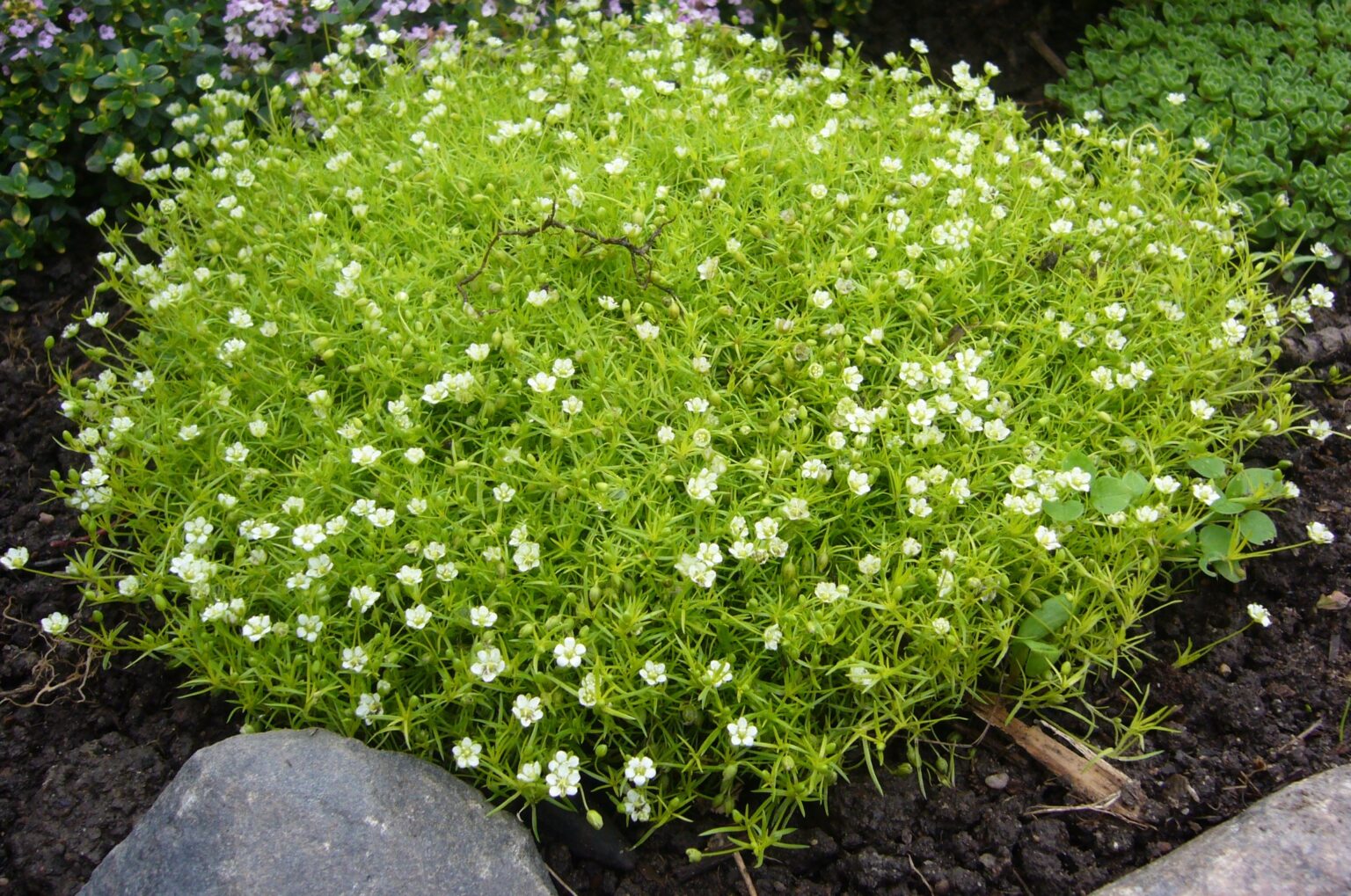 Sagina 'Golden Irish Moss' - Hello Hello Plants