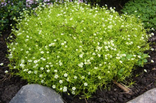 Alpine,Pearlwort