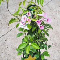 Pandorea 'Dark Pink' 8" Pot