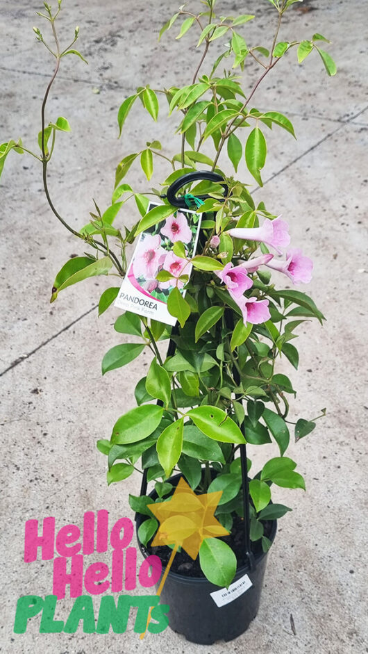 Pandorea 'Dark Pink' 8" Pot