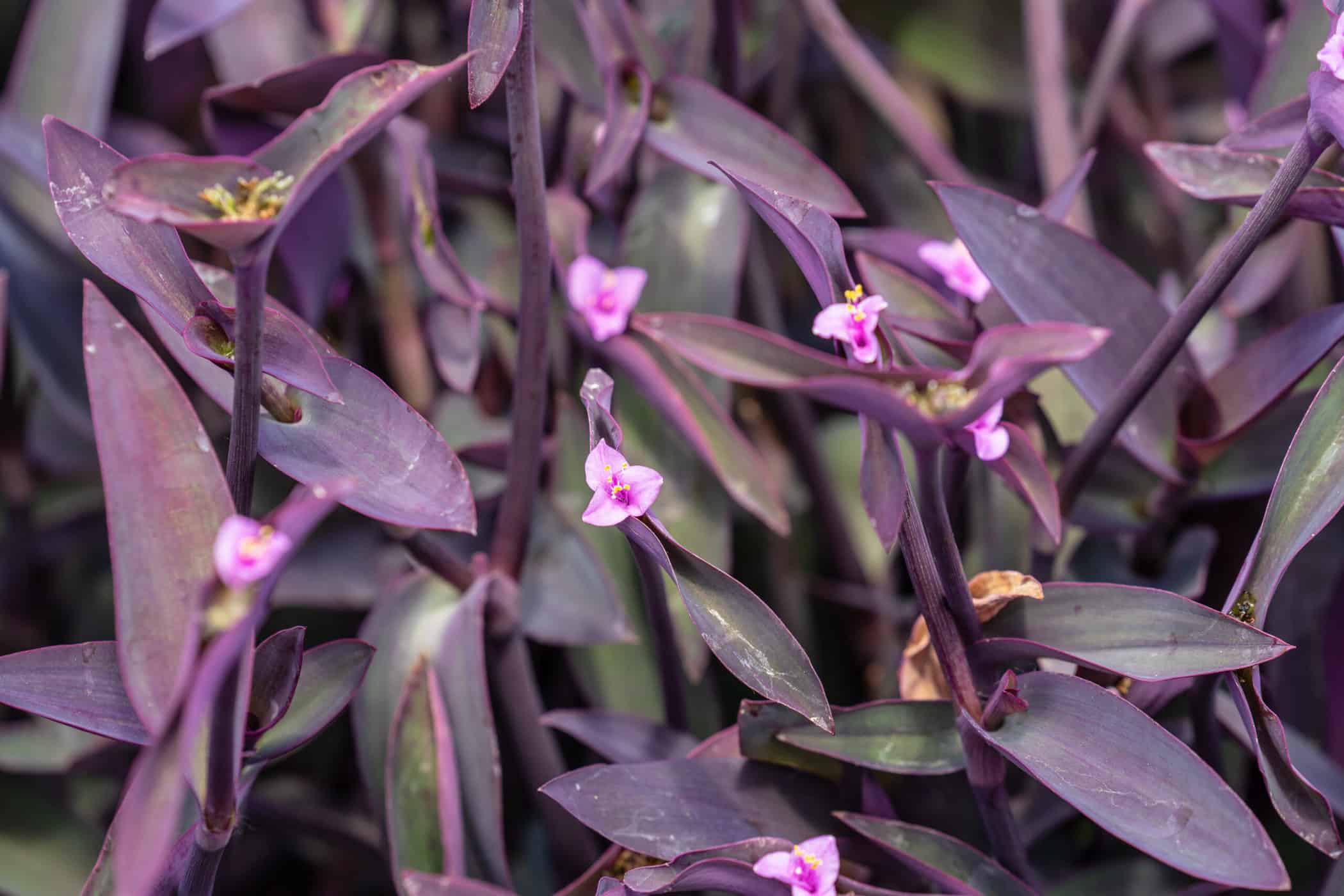 wandering jew purple heart indoors