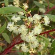 Acacia myrtifolia Myrtle Wattle