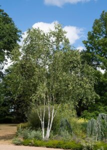 Hello Hello Plants Betula utilis 'Jacquemontii' Himalayan Birch Group planted