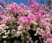 Bougainvillea Imperial Thai Delight