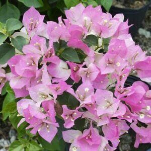 Bougainvillea Imperial Thai Delight