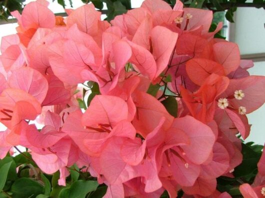 Bougainvillea